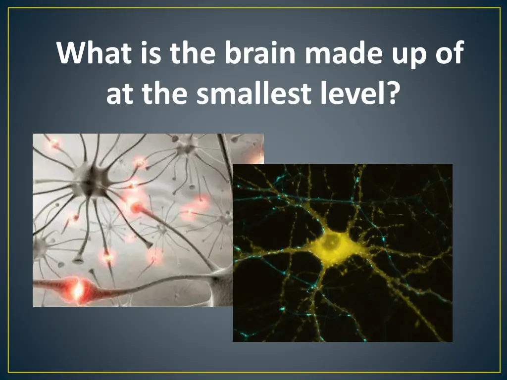 what is the brain made up of at the smallest level 1