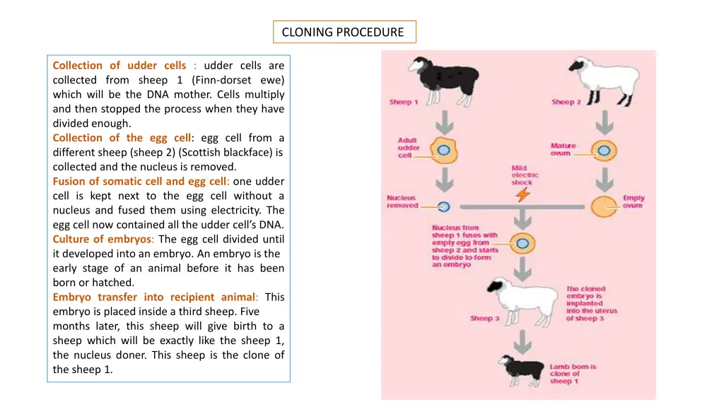 cloning procedure