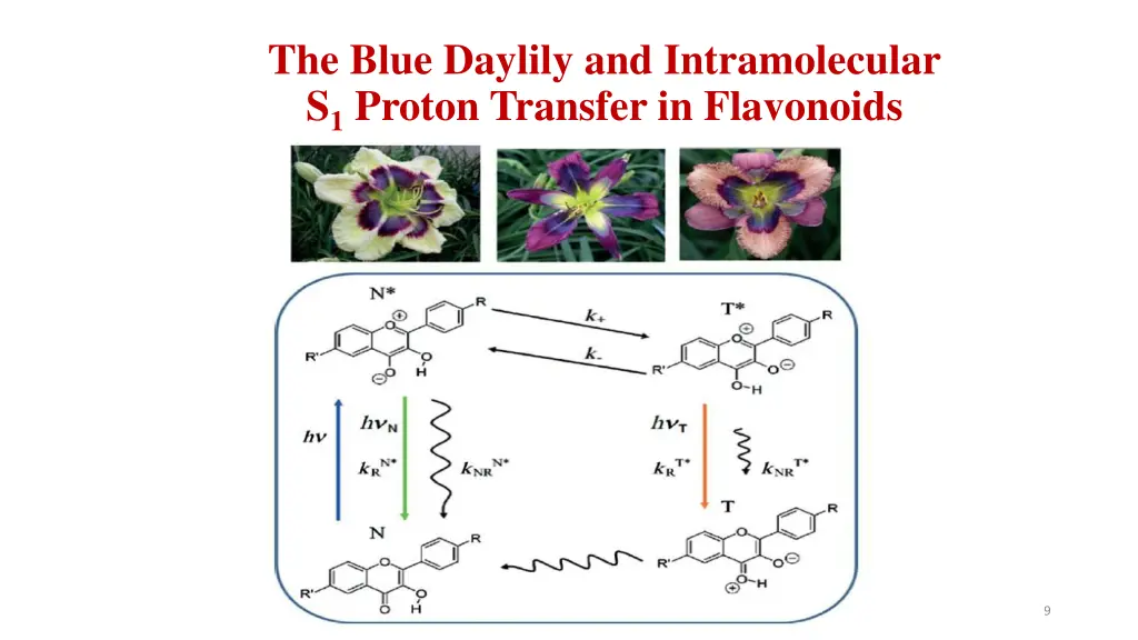 the blue daylily and intramolecular s 1 proton