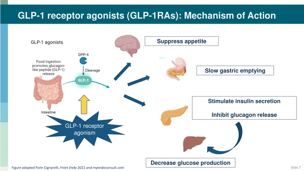 glp 1 receptor agonists glp 1ras mechanism