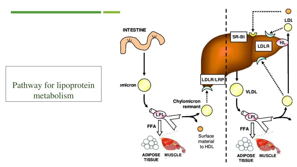 pathway for lipoprotein metabolism 1