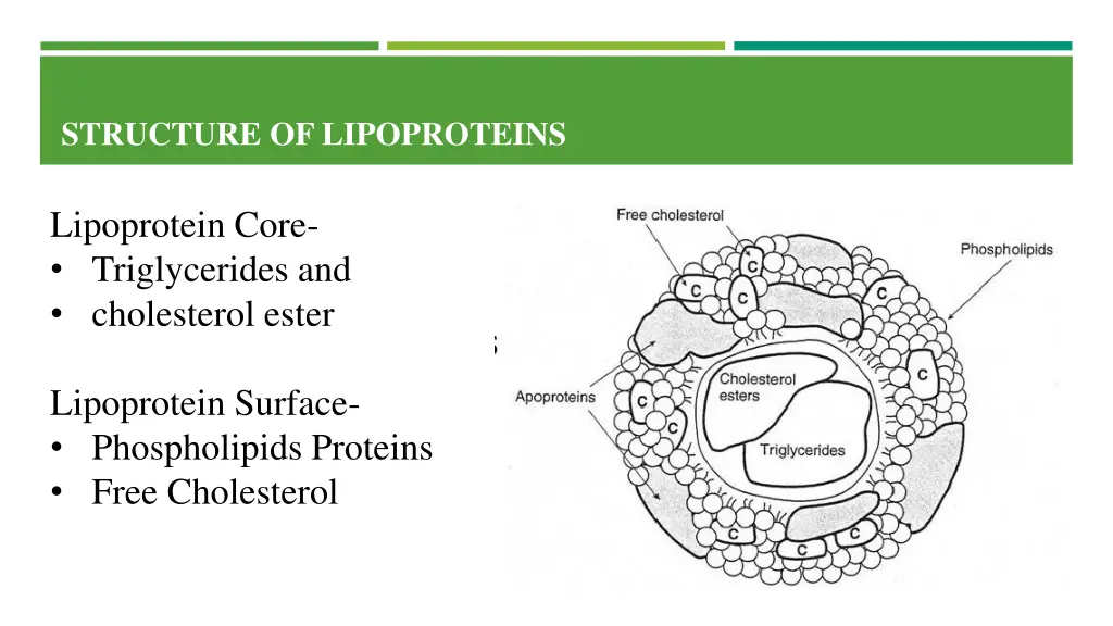 structure of lipoproteins