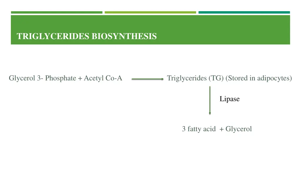 triglycerides biosynthesis