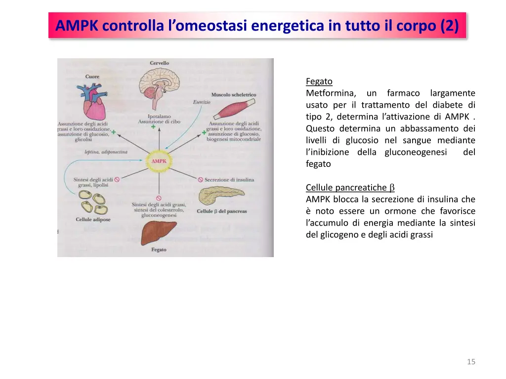 ampk controlla l omeostasi energetica in tutto 1