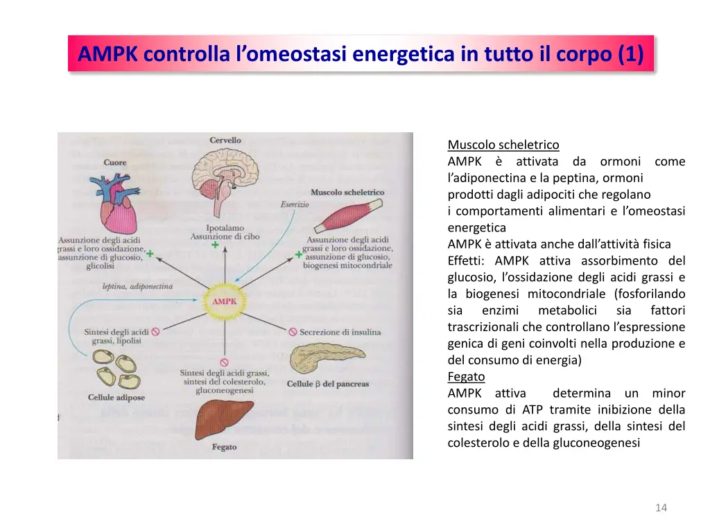 ampk controlla l omeostasi energetica in tutto