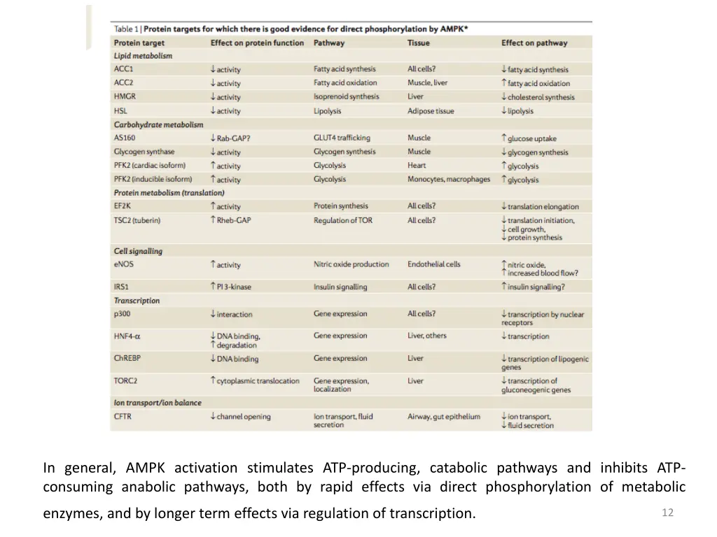 in general ampk activation stimulates