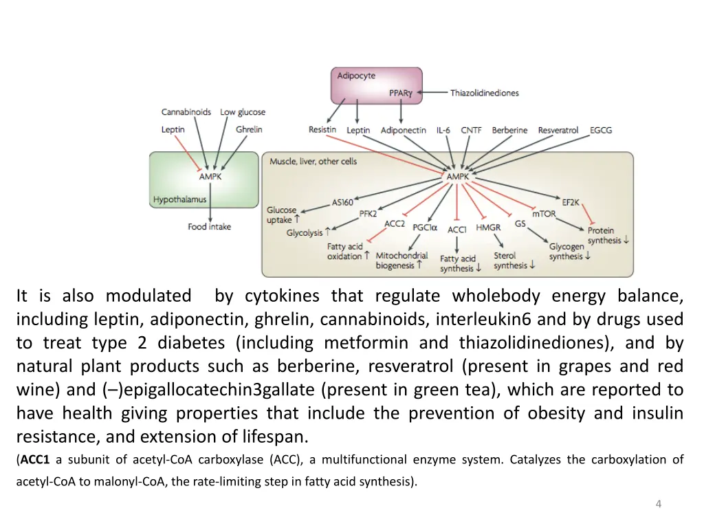 it is also modulated by cytokines that regulate