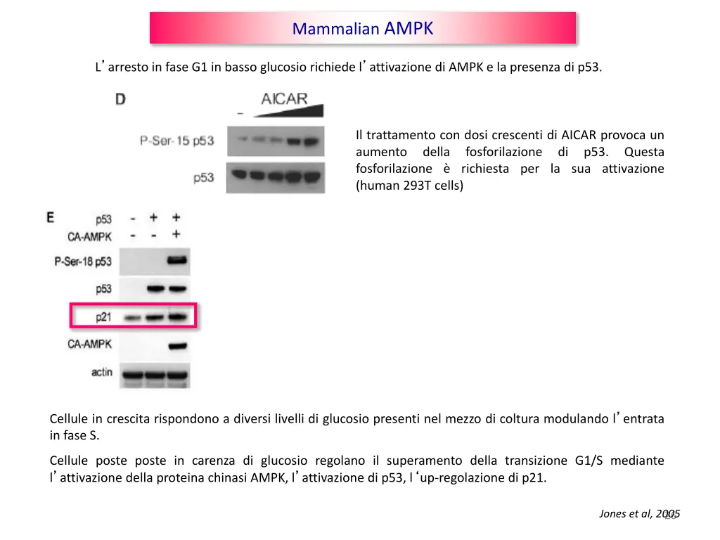 mammalian ampk 1