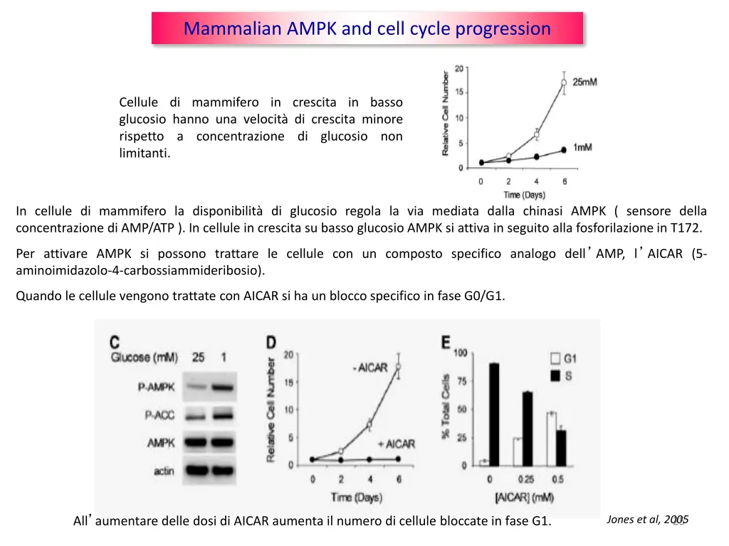 mammalian ampk and cell cycle progression