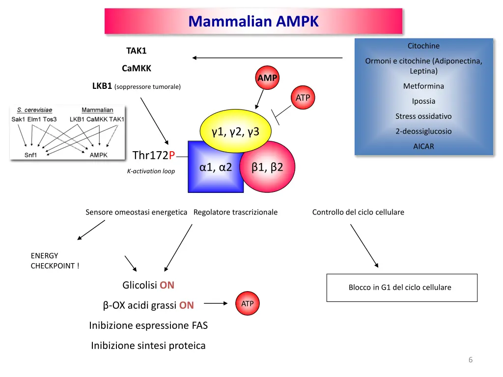 mammalian ampk