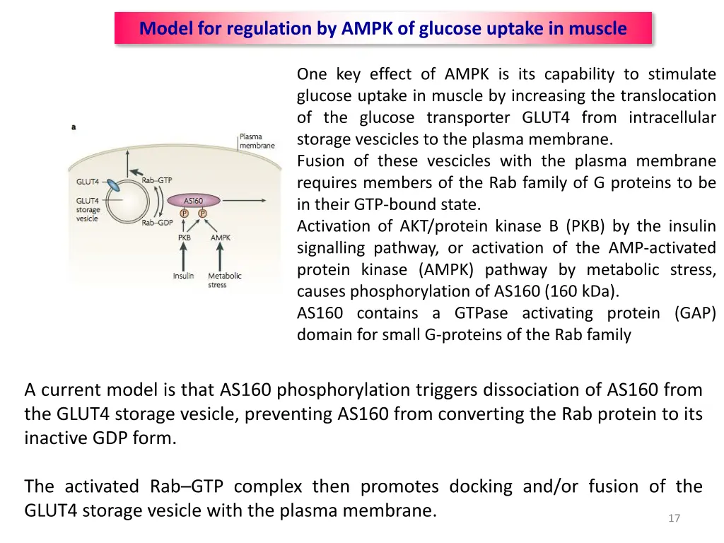 model for regulation by ampk of glucose uptake