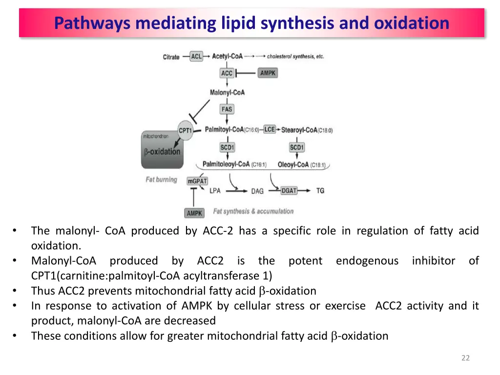 pathways mediating lipid synthesis and oxidation