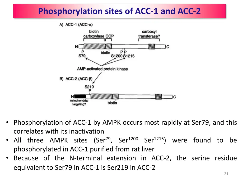 phosphorylation sites of acc 1 and acc 2