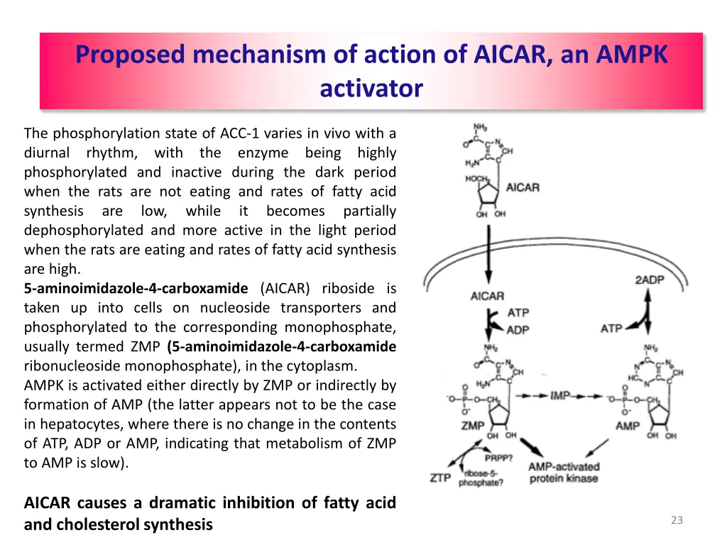 proposed mechanism of action of aicar an ampk