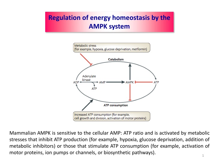 regulation of energy homeostasis by the ampk