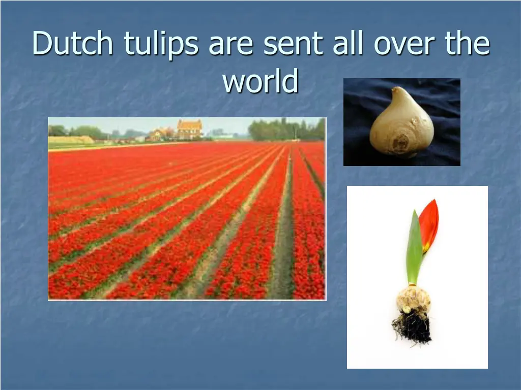 dutch tulips are sent all over the world