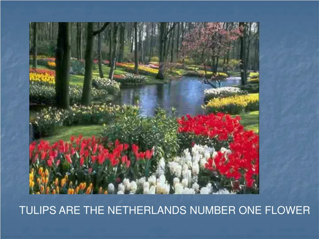 tulips are the netherlands number one flower