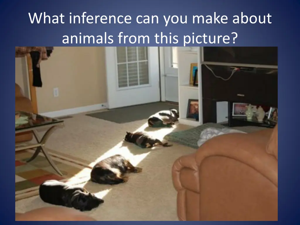 what inference can you make about animals from