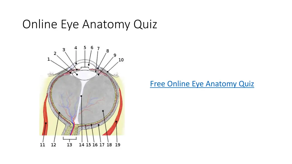 online eye anatomy quiz