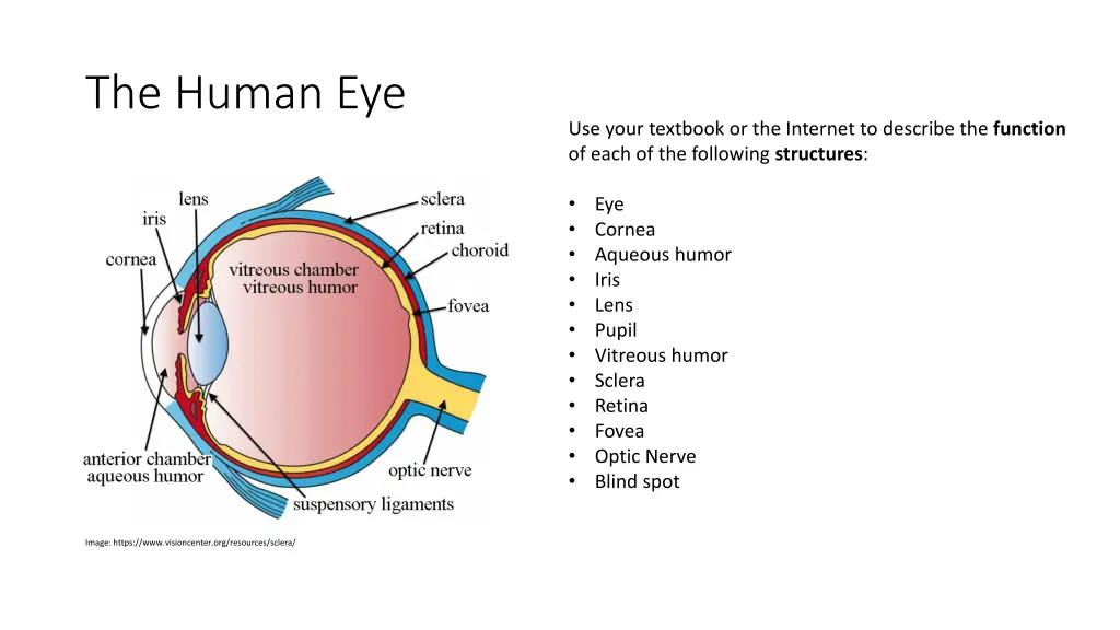 the human eye