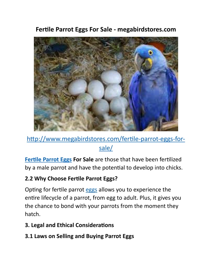 fertile parrot eggs for sale megabirdstores com