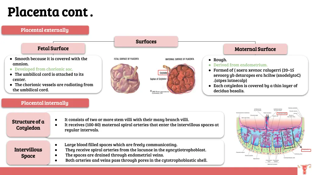 placenta cont placenta cont