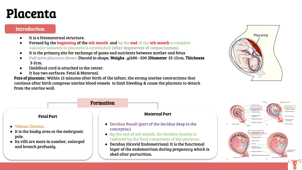 placenta placenta 1