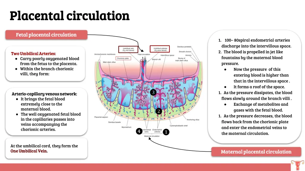 placental circulation placental circulation