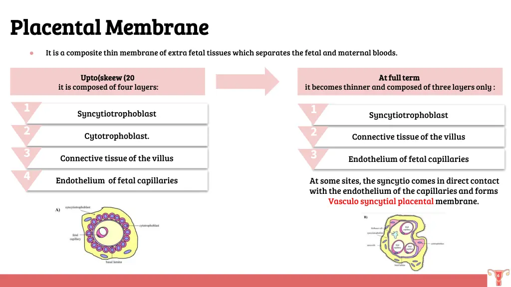 placental membrane placental membrane