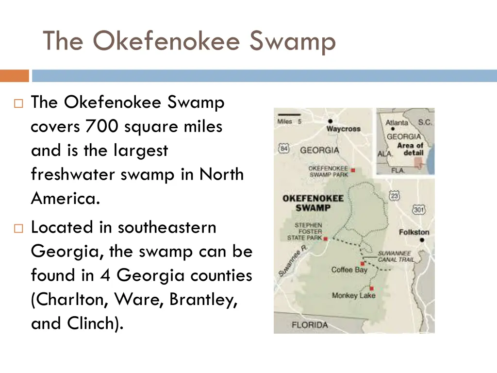 the okefenokee swamp