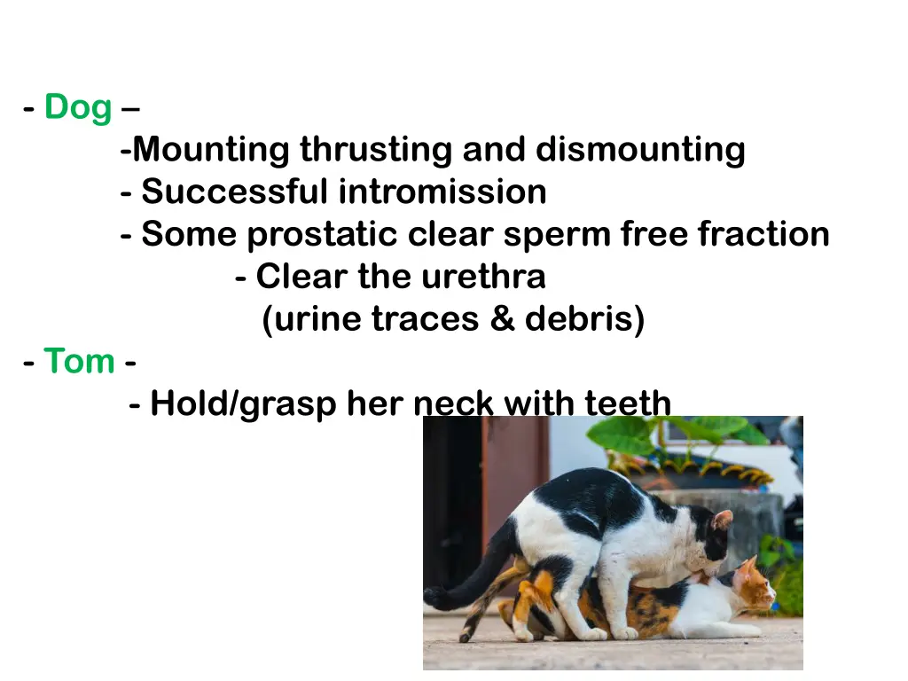 dog mounting thrusting and dismounting successful