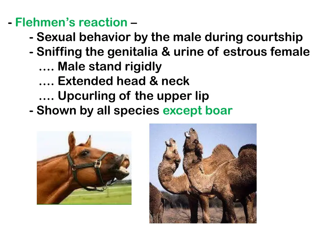 flehmen s reaction sexual behavior by the male