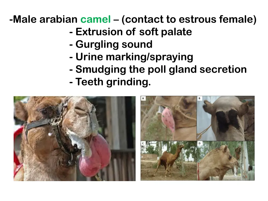 male arabian camel contact to estrous female