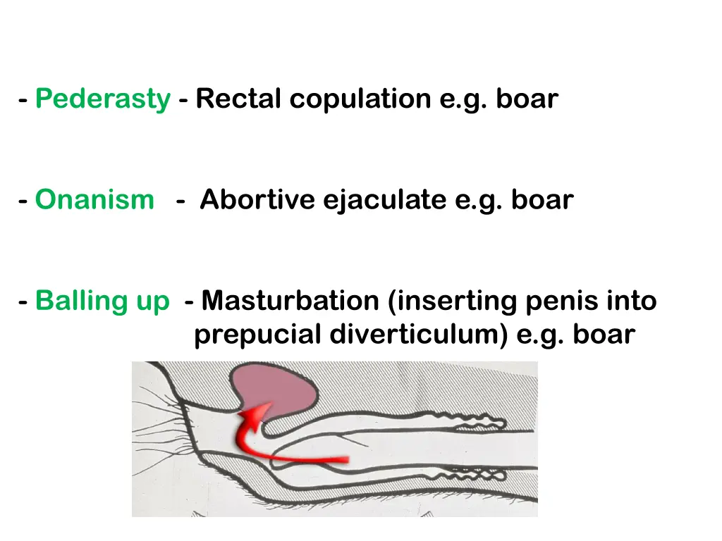 pederasty rectal copulation e g boar