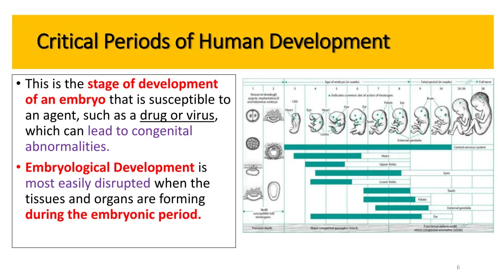 critical periods of human development critical