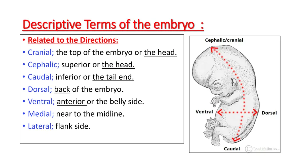 descriptive terms of the embryo descriptive terms