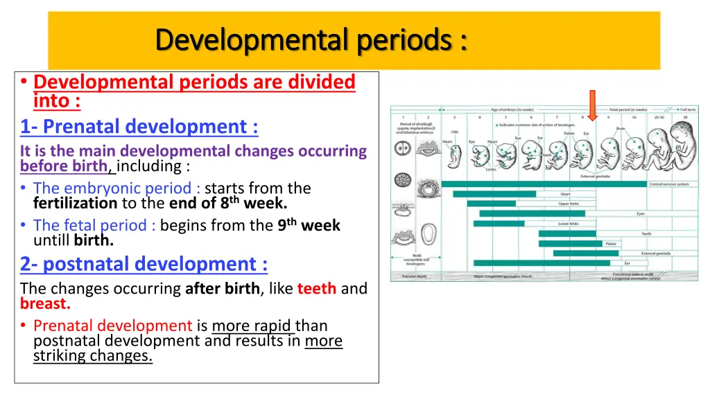 developmental periods developmental periods