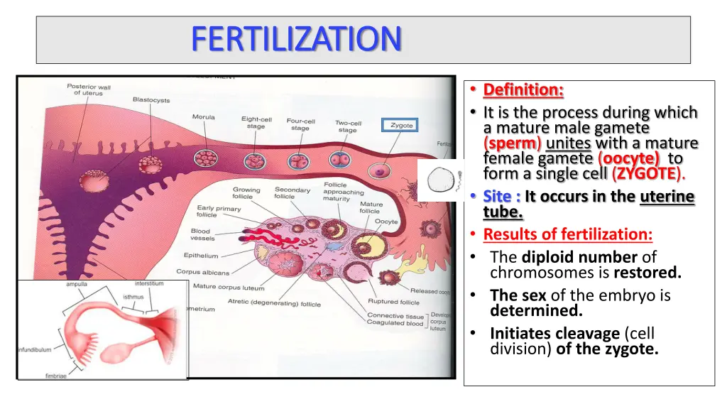 fertilization fertilization