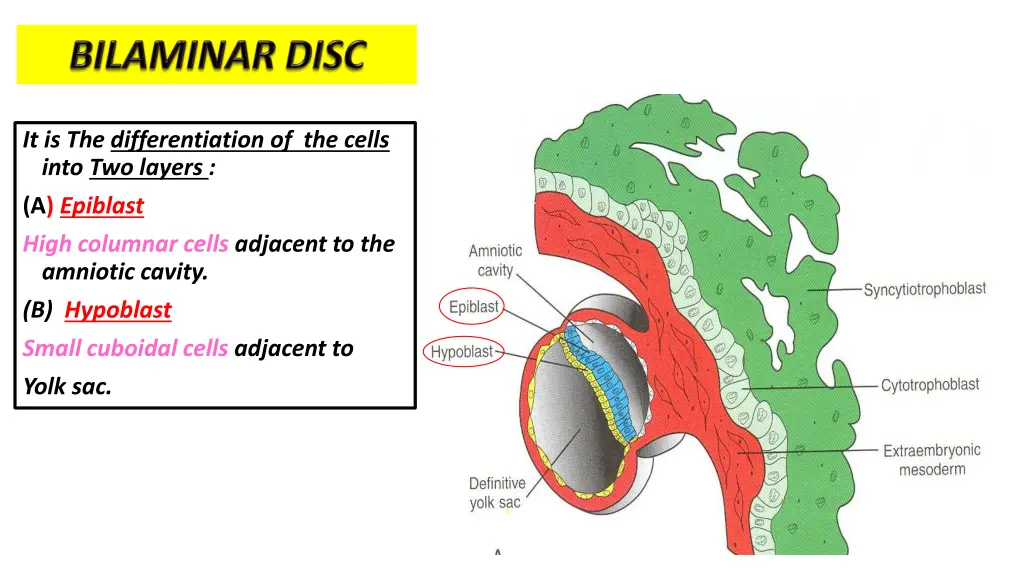 it is the differentiation of the cells into