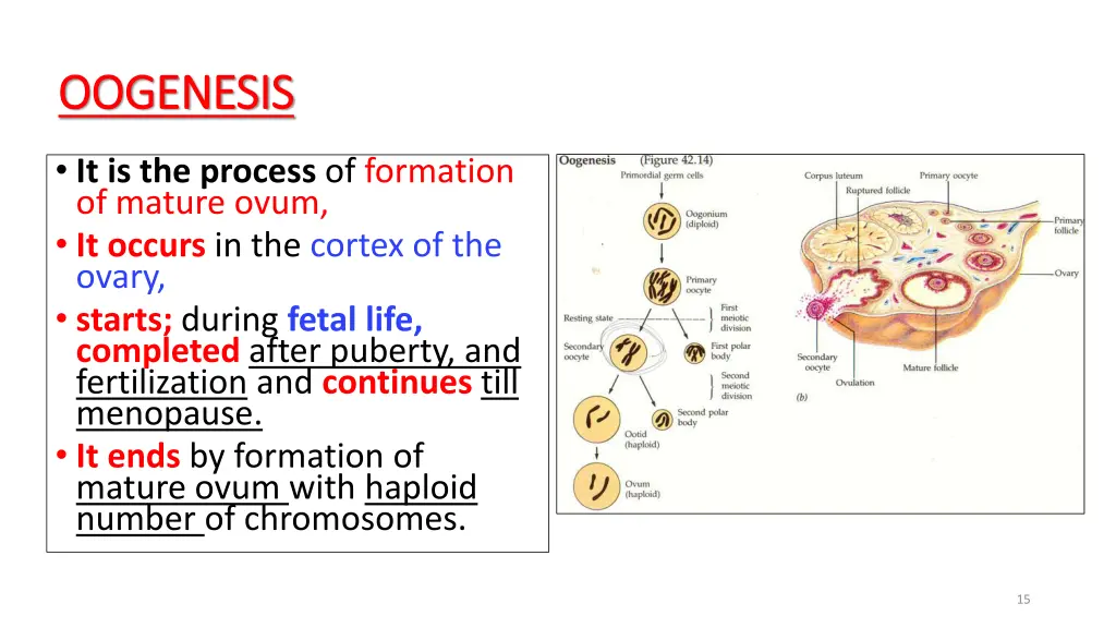 oogenesis oogenesis