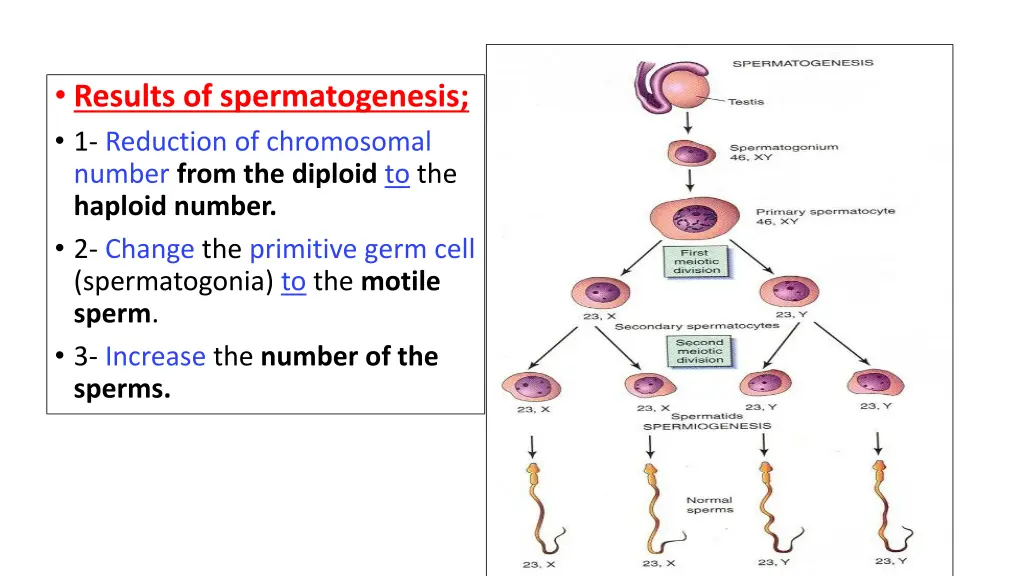 results of spermatogenesis 1 reduction