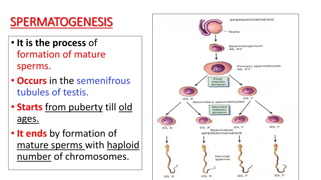 spermatogenesis spermatogenesis