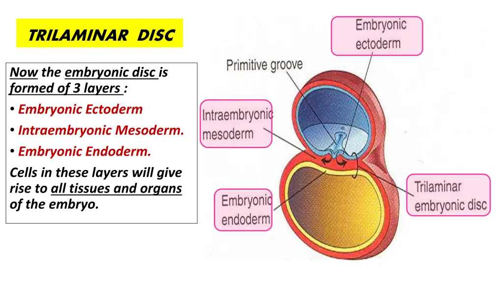 trilaminar disc