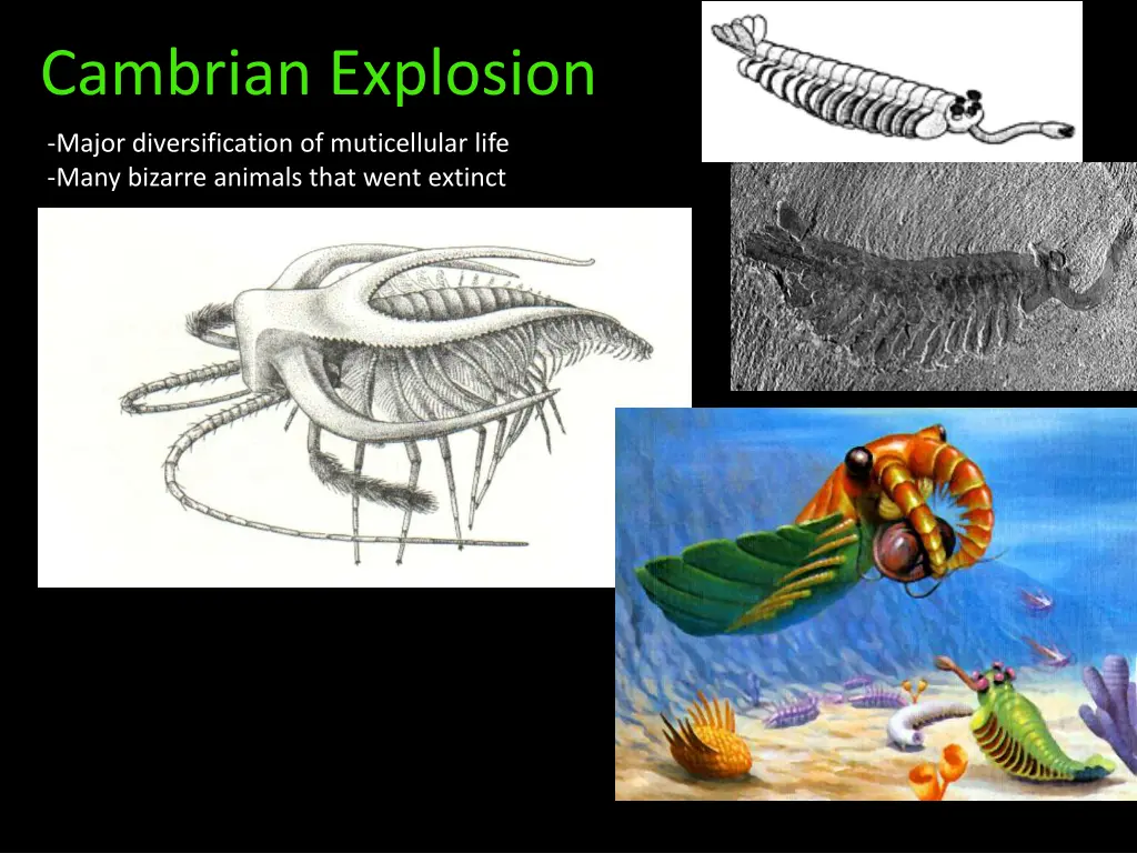 cambrian explosion