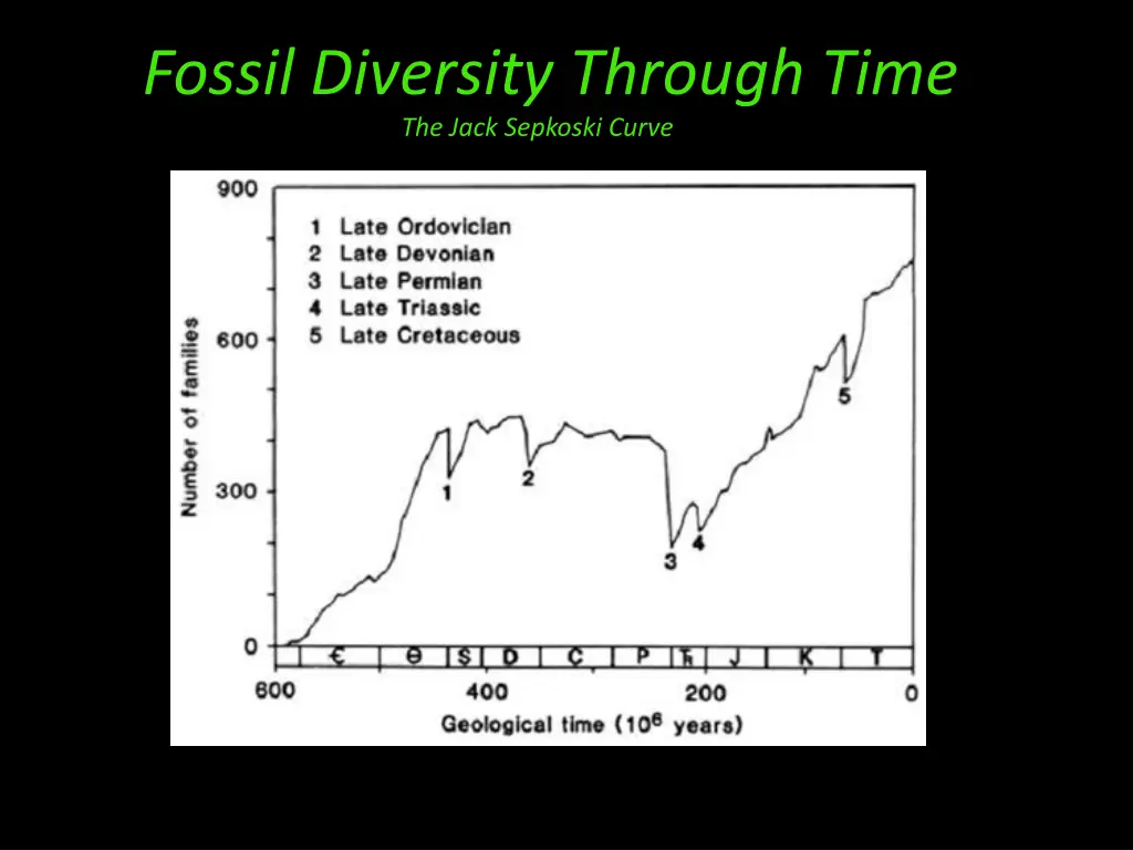 fossil diversity through time the jack sepkoski