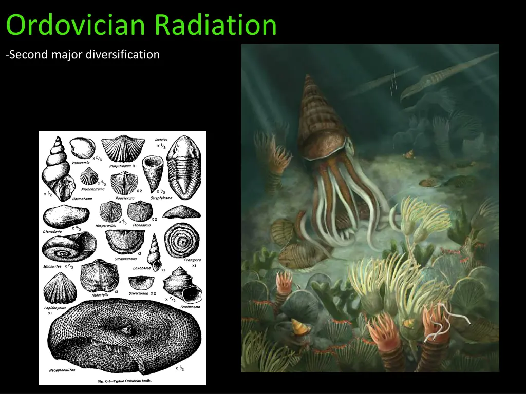 ordovician radiation second major diversification