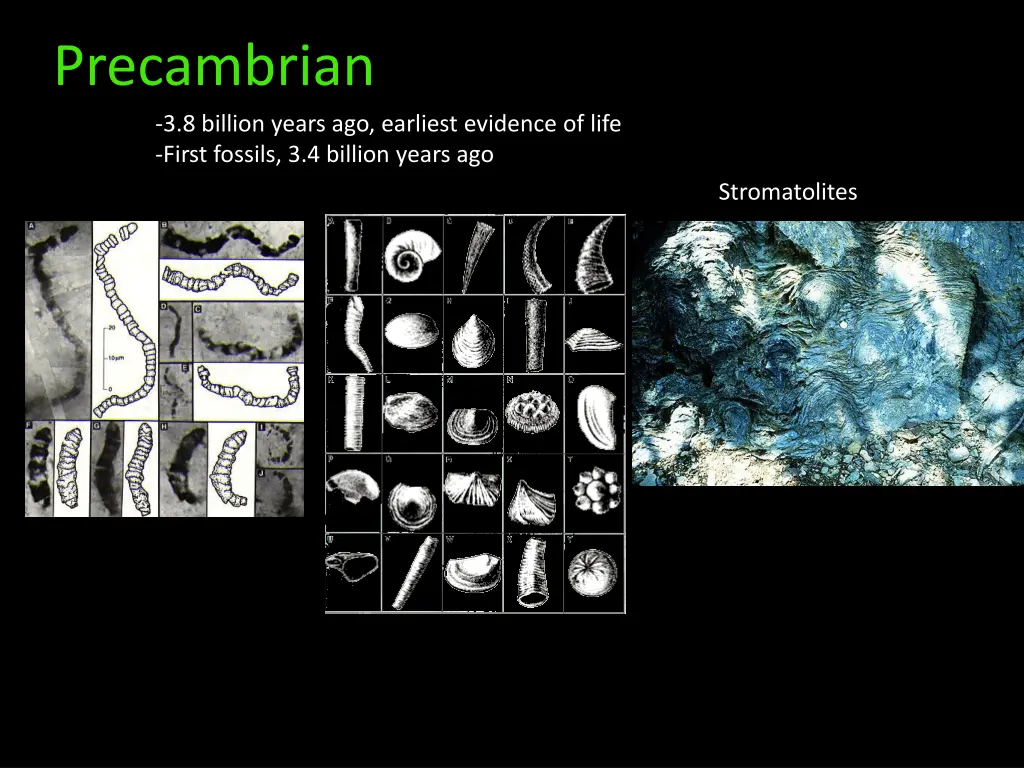 precambrian 3 8 billion years ago earliest