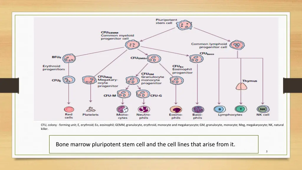 cfu colony forming unit e erythroid eo eosinophil