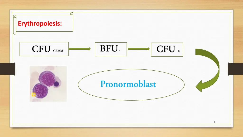 erythropoiesis