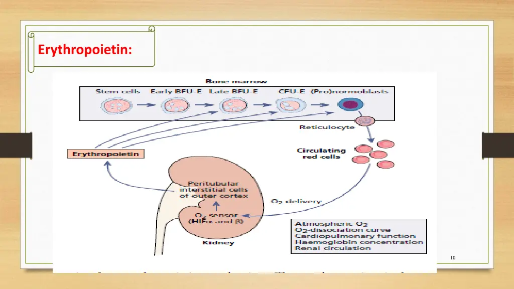 erythropoietin